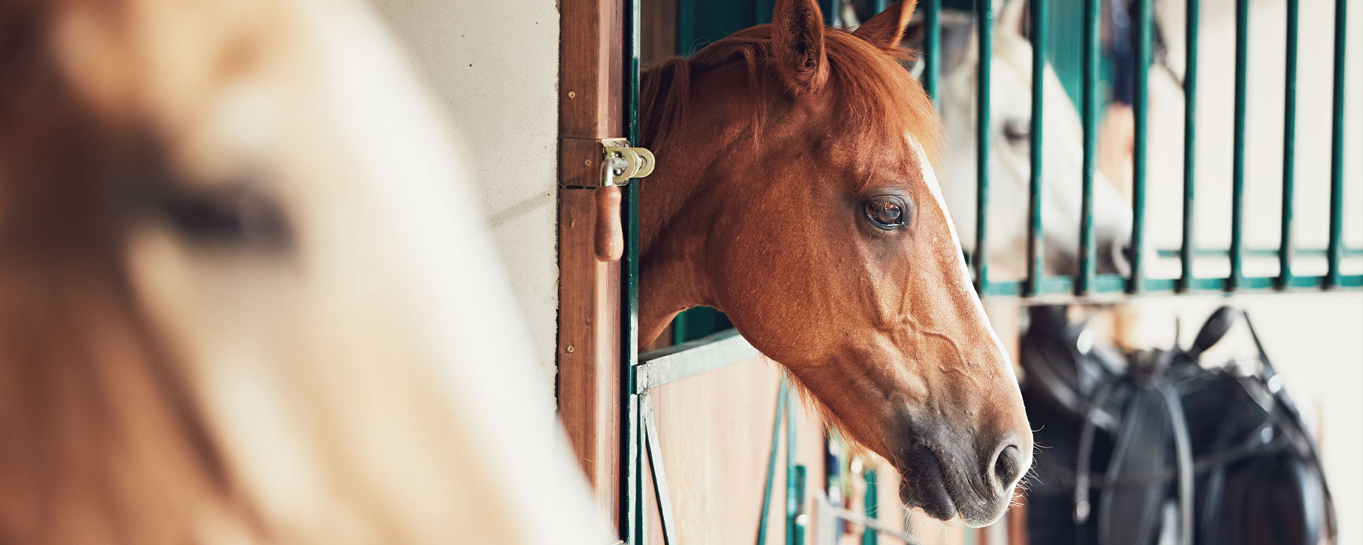 Pension pour chevaux