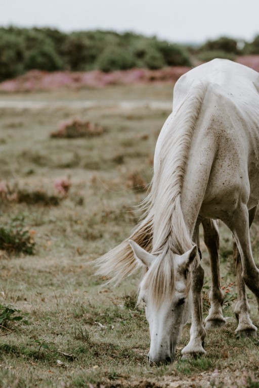 cheval-blanc-champ