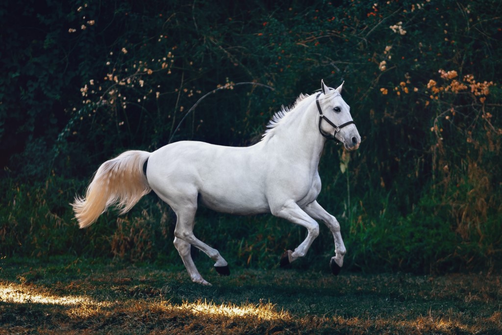cheval-blanc cheval-blanc