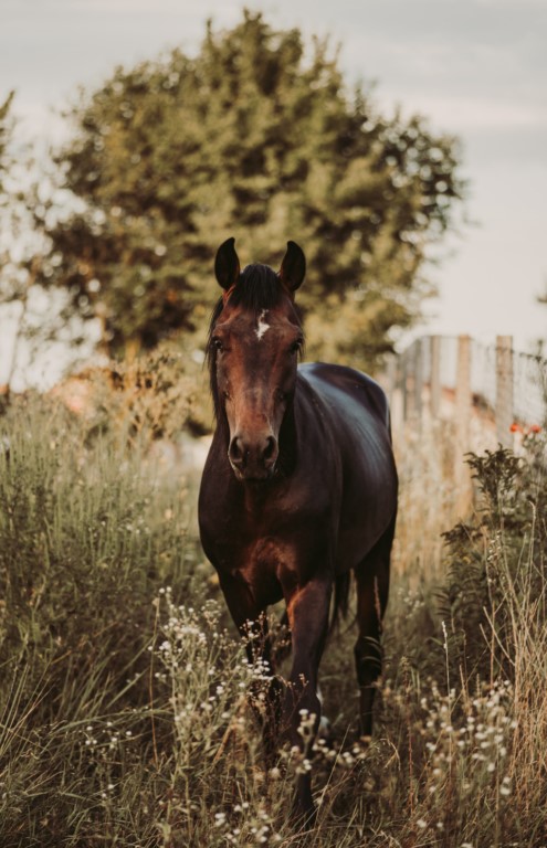 cheval-nature cheval-nature