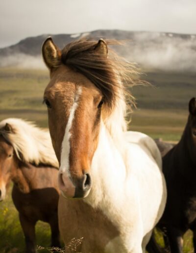 chevaux