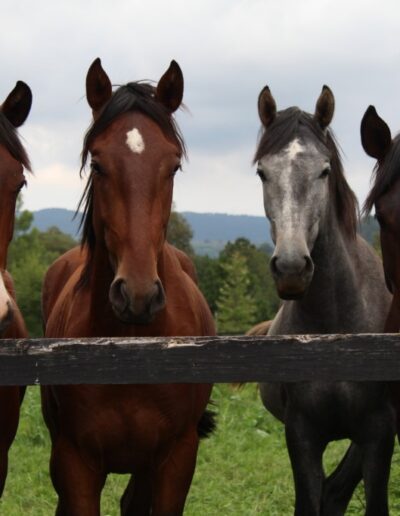 chevaux-ecurie-enclos